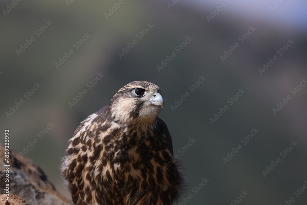Fototapeta premium red tailed hawk perched on branch