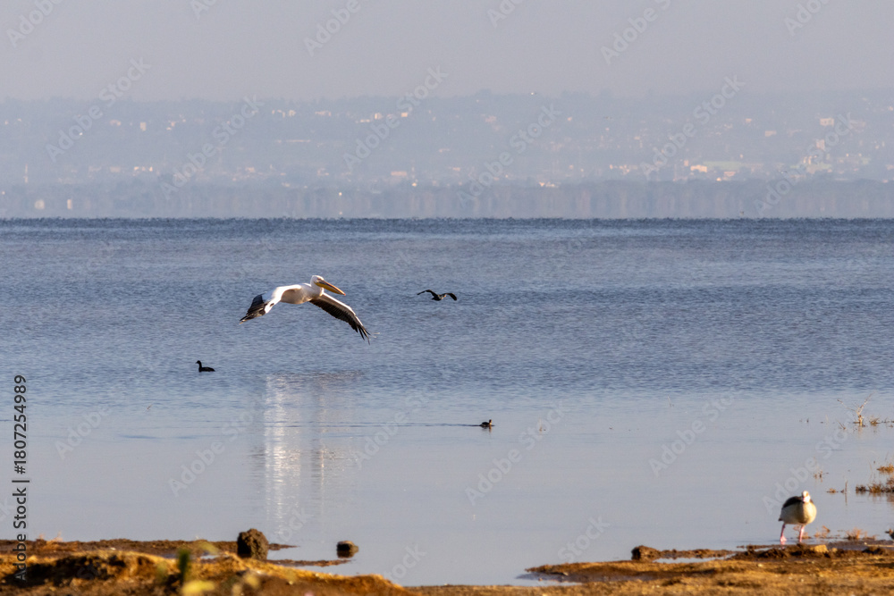 Obraz premium Great White Pelican in flight over the waters of Lake Nakuru National Park Kenya at sunset