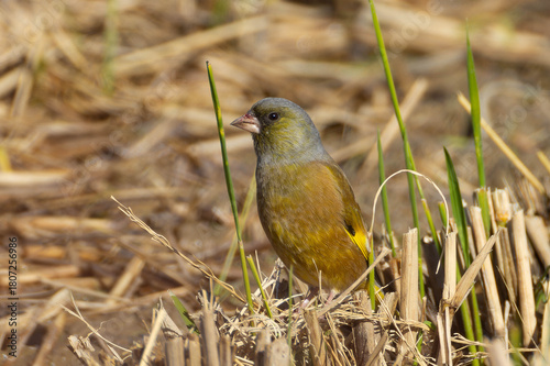 収穫後の田んぼにいるカワラヒワ