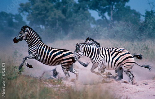 zebra in the wild