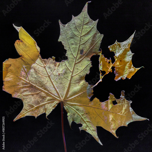 Vibrant Decaying Autumn Leaf in Macro – Detailed Fall Leaf Texture