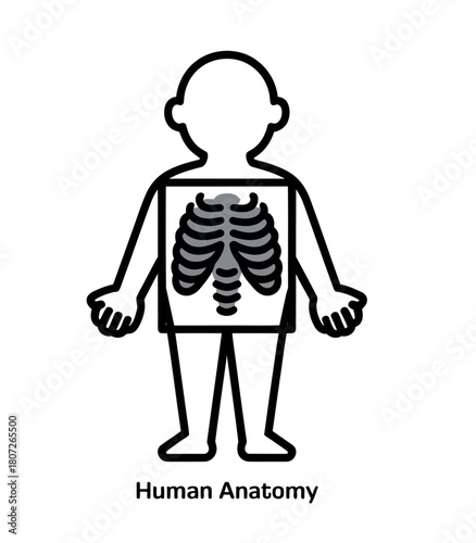 Simple illustration of a human anatomy diagram showing the rib cage.