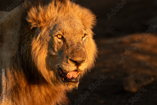 Male Lion, Panthera leo, with a bushy mane, close-up portrait.