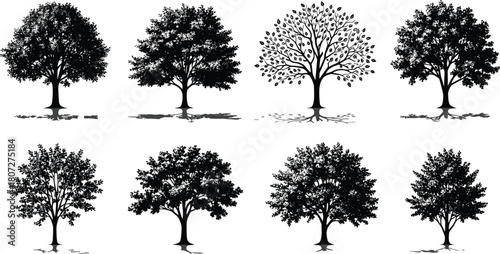 Set of eight black deciduous tree silhouettes vector illustration isolated on white background with shadow