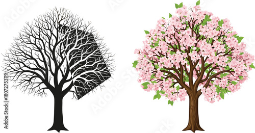 Vector illustration comparing bare winter tree silhouette, and blooming spring cherry blossom tree with leaves