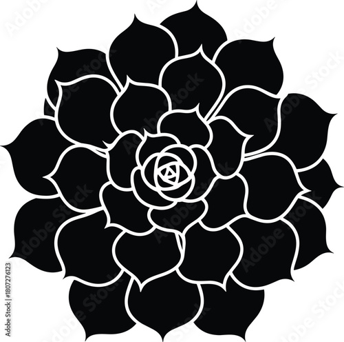 Black and white succulent plant silhouette echeveria