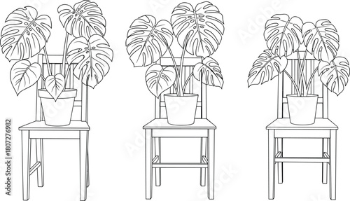 Set of Three Black and White Outline Illustrations: Potted Monstera Deliciosa Houseplants Resting on Wooden Chairs, Ideal for Coloring Books or Minimalist Decor
