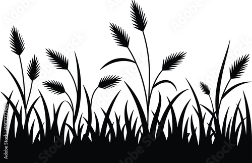 Black  reeds and tall grass against white