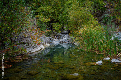 Clear river pool with reeds and forest backdrop