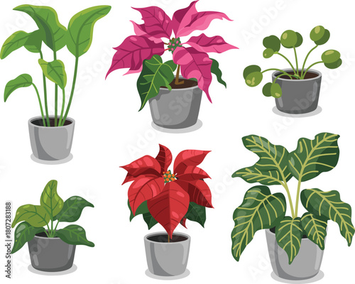 Poinsettias, Calathea, and Other Indoor Decorative Plants in Grey Flower Pots.