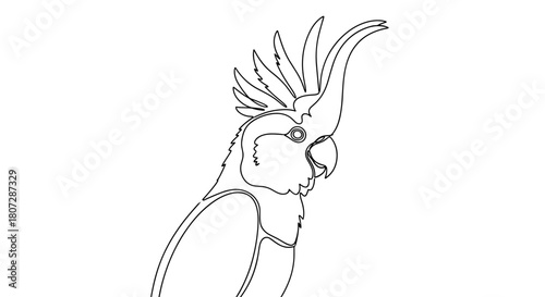 Cockatoo illustration outline on white background  