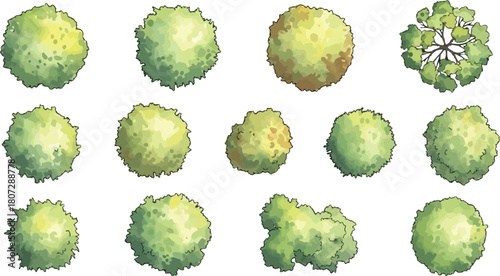 Overhead illustrations showcasing diverse tree canopy compositions and textures