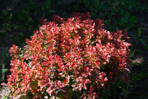 Beautiful small bush of decorative red-leaved barberry