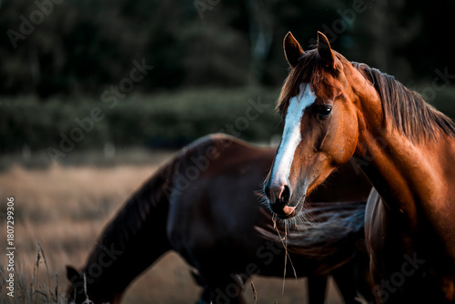 horses in the field in a beautiful herd pony 