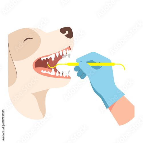 Dog dental cleaning procedure with veterinary tools and gloves  