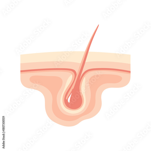 Closeup of human skin with hair follicles and sebaceous glands  