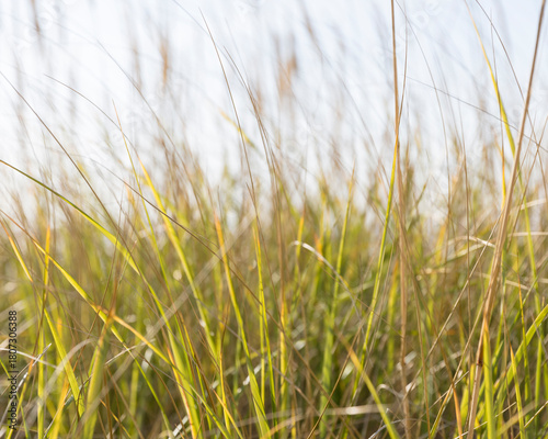Close up of windblown seagrasses, surface view. 