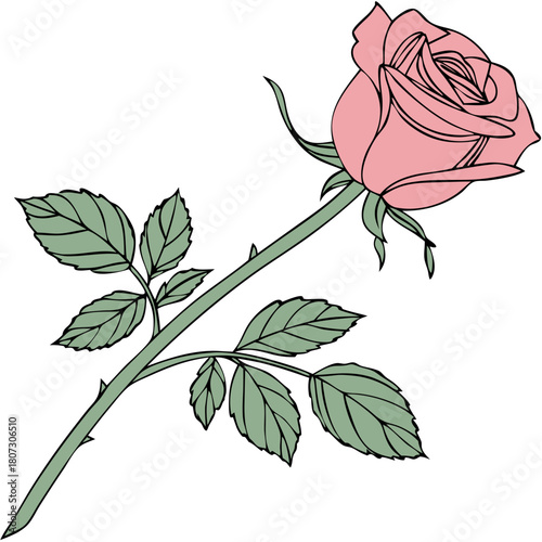 Elegant flower art, Design illustration for decoration Rose, Elegant Floral Vector on Transparent Background, decorative rose with leaves, Flower silhoutte, Vector illustration, Floral vector