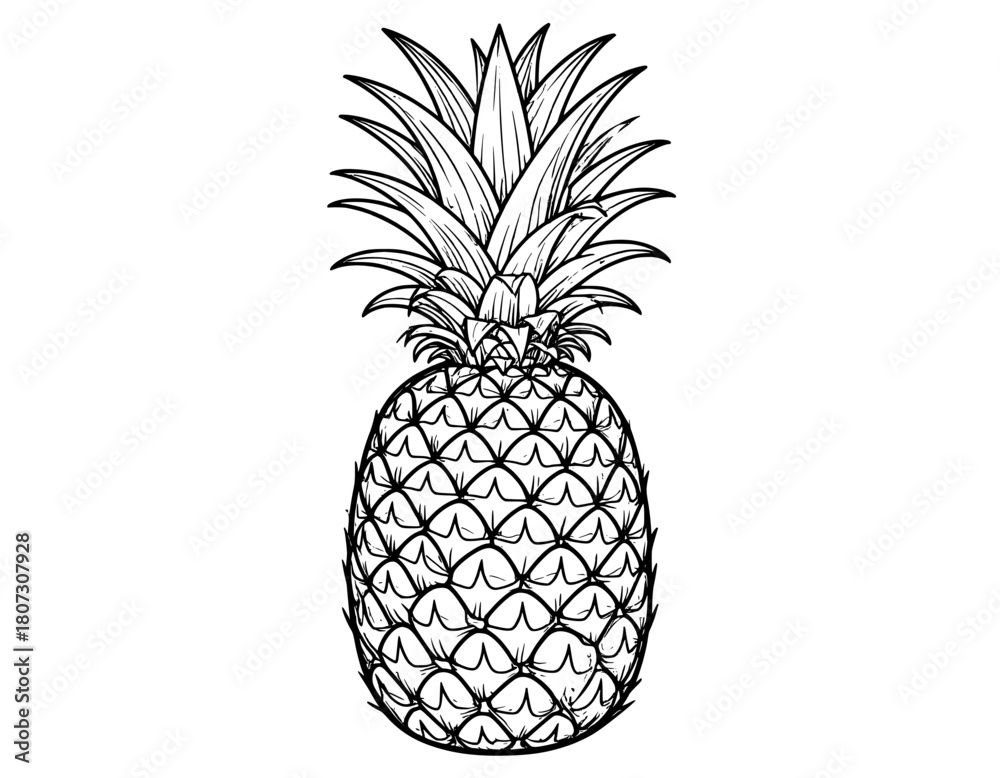 Obraz premium pineapple sketch illustration