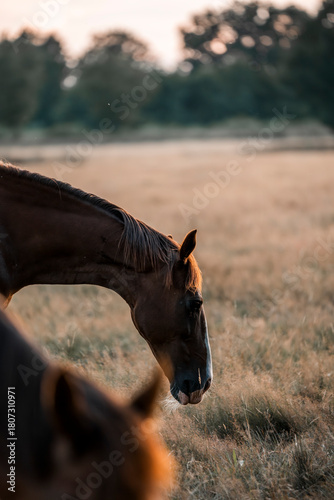 Bild auf Leinwand beautiful chestnut horse in dusk in the field pasture pretty outside equine phot