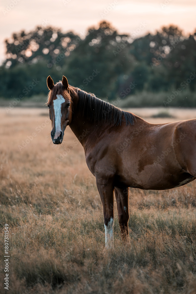 Obraz premium beautiful chestnut horse in dusk in the field pasture pretty outside equine photograph