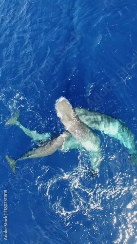 Witness beauty of family of sperm whales gliding beneath azure waves. Watch nurturing mother guide her curious calf through vibrant waters of Azores, true celebration of nature's wonders.