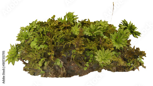 Fotografie 3d rendering moss rhodobryum