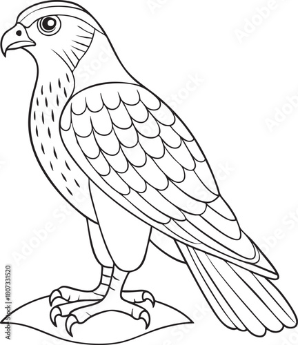 Falcon standing outline drawing for wildlife bird of prey coloring and natural science illustration concepts