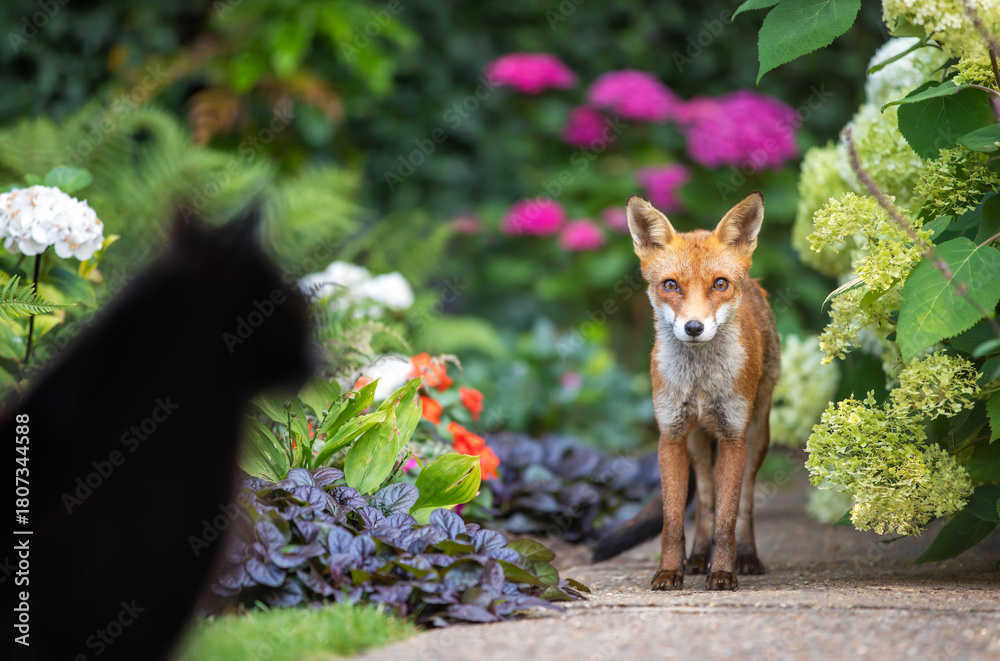 Obraz premium Wild urban Red fox stands on a flower garden path, looking toward a domestic black cat blurred in the foreground