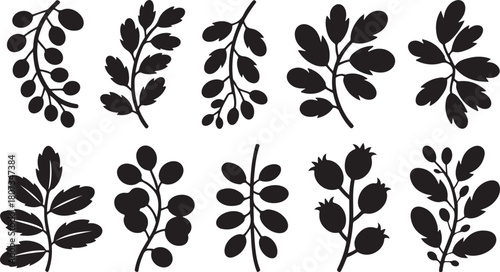 Set of Black Silhouette Branches with Leaves and Berries on White Background Keywords: branch, leaf, berry, plant, nature, botanical, flora, foliage, growth, organic, natural, element, design
