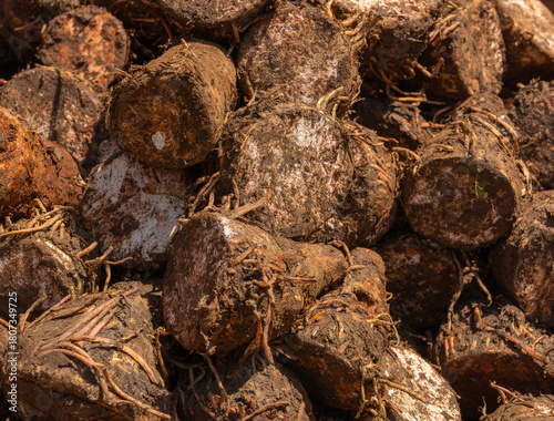Freshly dug up African Arrowroots displayed at a vibrant Kenyan market stall