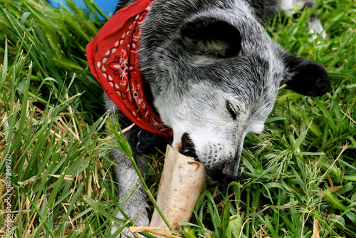 Santa Fe, New Mexico, United States. Old dog enjoying his bone. 