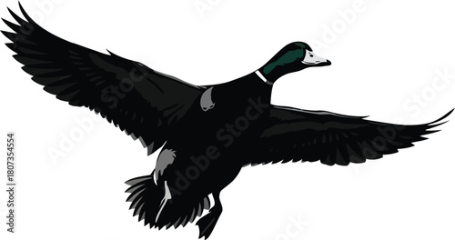 Mallard duck flying isolated white background