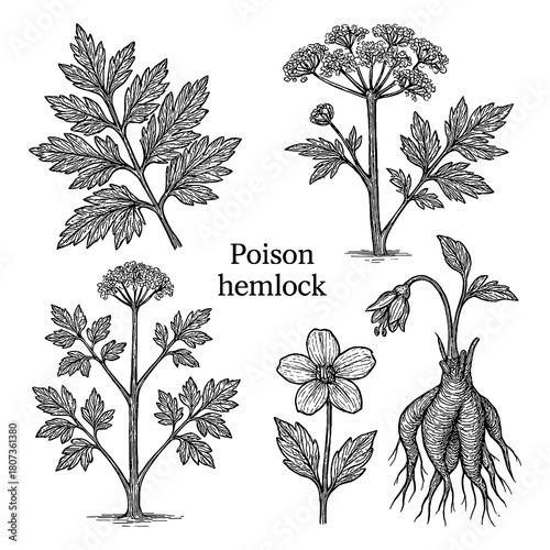 Poison Hemlock Stems, Leaves, and Flowers in Vintage Botanical Engraving Style, Transparent Background