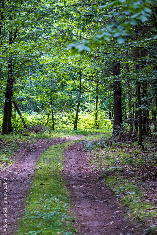 Obraz premium Path in Bialowieza Forest in Poland
