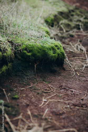 moss on the earth, beautiful green nature