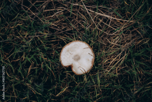 A single wild mushroom lies on a bed of lush green moss and grass.