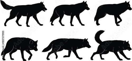 WebCollection of detailed wolf silhouettes in various walking and stalking poses, strong wildlife vector illustration ideal for nature themes, predator concepts, outdoor design projects