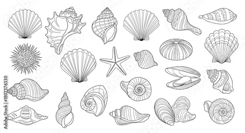 Large collection of assorted sea shells starfish and pearls drawn in a detailed outline style.
