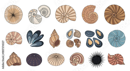 A collection of seashells in warm brownish tones provides a perfect element for beach-themed designs.