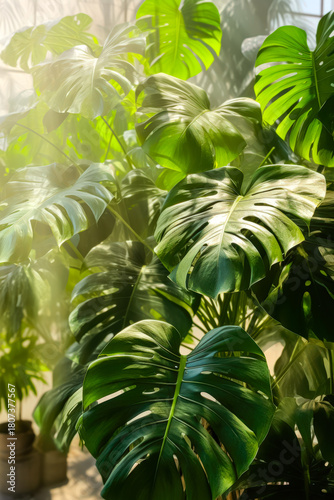 Lush Green Monstera Leaves Basking in Sunlight in an Indoor Garden Setting