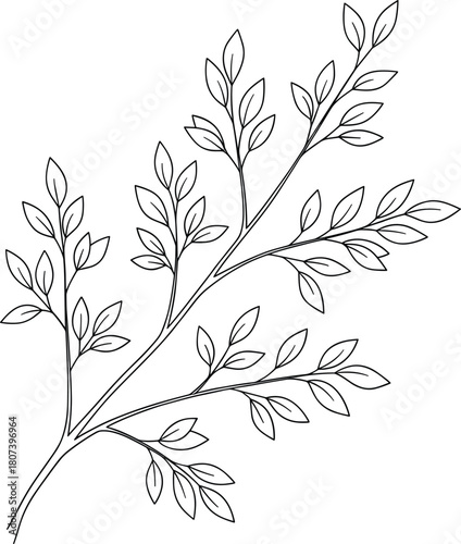 Botanical branch line drawing, elliptical leaf sketch, black and white nature illustration, symmetrical plant design, elegant foliage art, organic flow.