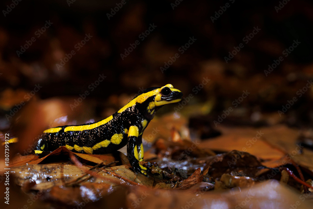 Fototapeta premium Salamandre