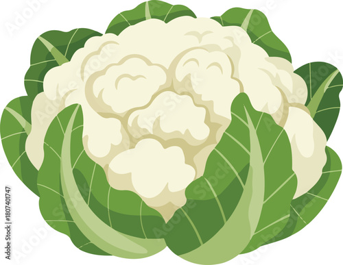vector art of cauliflower isolated on white background
