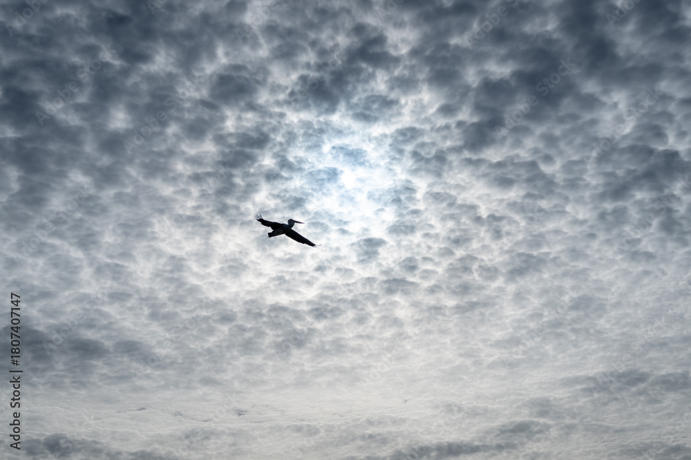 Fototapeta premium A pelican soaring through a cloudy sky on Kangaroo Island, Australia
