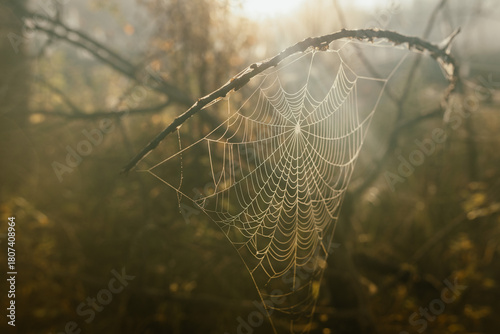 Spider web