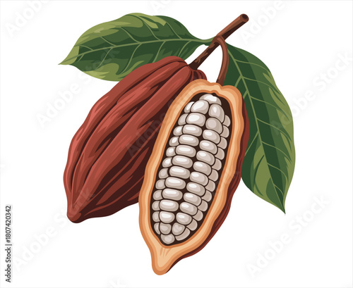 Detailed illustration of a cocoa pod with visible beans inside
