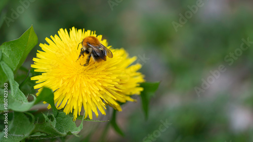 A bumblebee collecting nectar on a bright yellow dandelion with a smooth green background. Detailed spring macro scene with vivid colors and soft natural light.