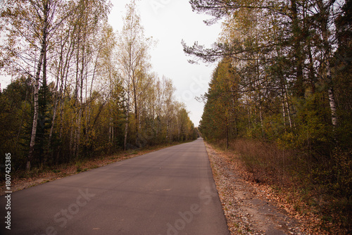 Autumn road through forest. Aerial view of nature in Poland, Europe