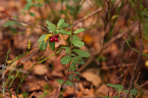 Beautiful bush of ripe red lingonberry, partridgeberry, mountain cranberry or cowberry among green leaves and moss in the forest or woods in autumn, close up